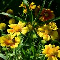 Gaillardia aristata 'Arizona abricot' (2)